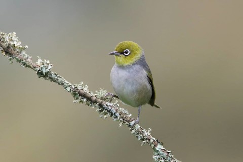 Silvereye (Zosterops lateralis) perched on a branch, Victoria, Australia