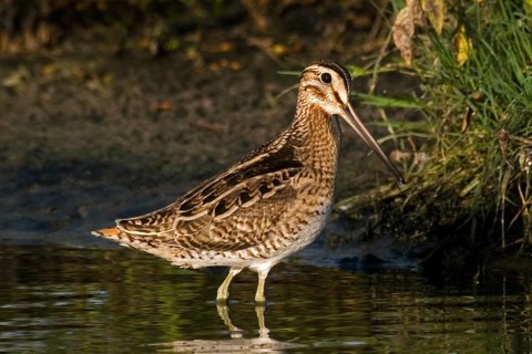 Swinhoe's Snipe (Gallinago megala), Western Australia, Australia