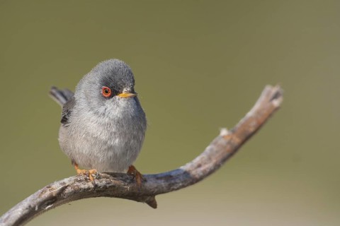 Balearic Warbler - Balearengrasmücke - Sylvia balearica, Mallorca, adult male