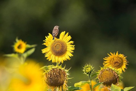 Whinchat (Saxicola rubetra) perched on a sunflower, Bavaria, Germany