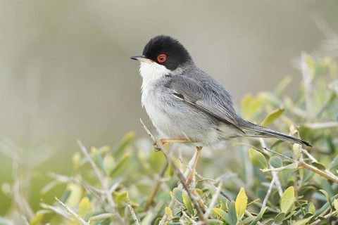 Sardinian Warbler (Sylvia melanocephala) male, Mallorca, Spain