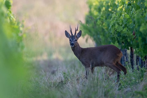 Roebuck in the vineyard in summer, Wittlich, Rhineland-Palatinate, Germany