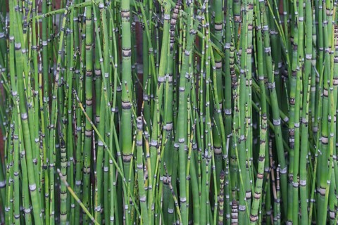 Horsetails (Equisetum), Münsterland, North Rhine-Westphalia, Germany
