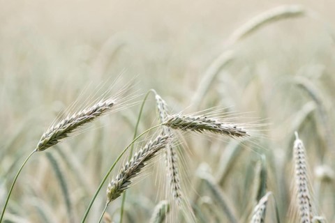 Triticale ears (triticale), Emsland, Lower Saxony, Germany