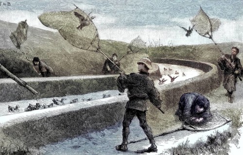 Catching ducks with nets in Japan, illustration, published 1890, reproduction, digitally enhanced,