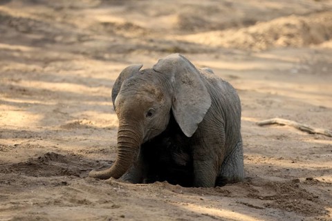 African elephant (Loxodonta africana), young animal, digging, drinking, searching for water, dried