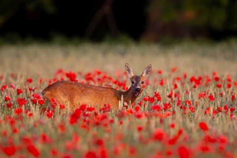 Roe deer (Capreolus capreolus) adult animal female doe feeding in a farmland cereal field filled