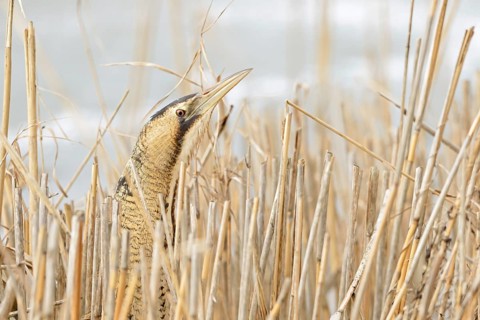 A quick look... Bittern (Botaurus stellaris) in winter, lives well hidden in its typical habitat,