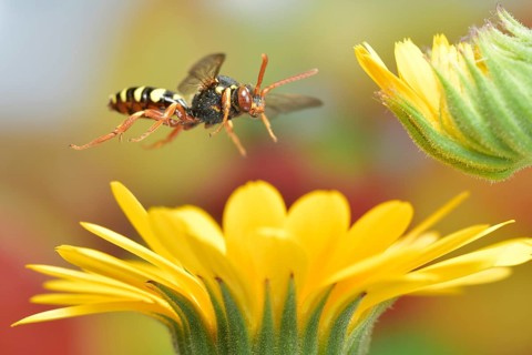 Red-bellied wasp bee (Nomada bifasciata) in flight on the flowers of the marigold (Calendula