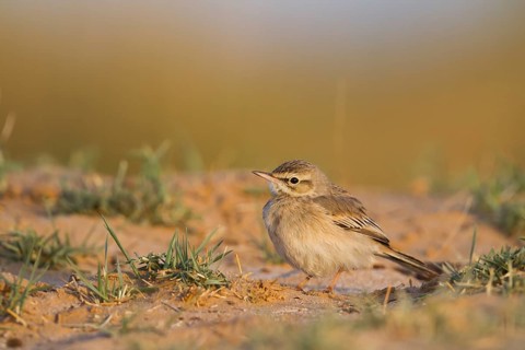 Tawny Pipit - Brachpieper - Anthus campestris, Oman