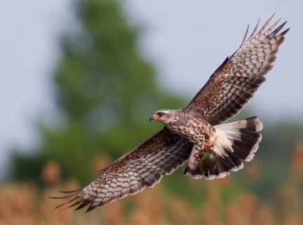 Snail Kite (Rostrhamus sociabilis) female flying, Florida, USA
