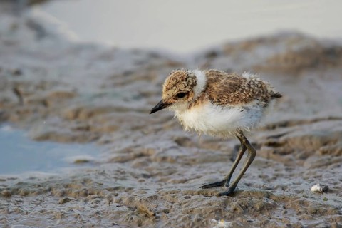 Kentish Plover (Charadrius alexandrinus) chick foraging, Mallorca, Spaiin