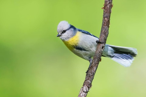 Yellow-breasted Tit - Lasurmeise - Cyanistes cyanus ssp. flavipectus, Kyrgyzstan, adult