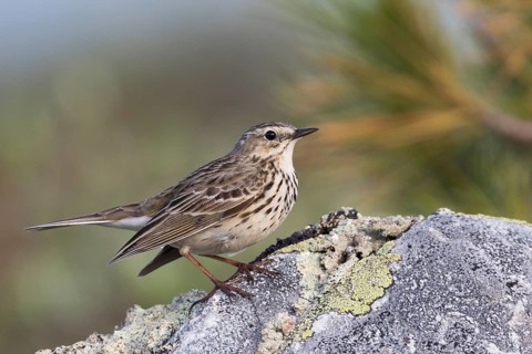 Meadow Pipit - Wiesenpieper - Anthus pratensis ssp. pratensis, Russia