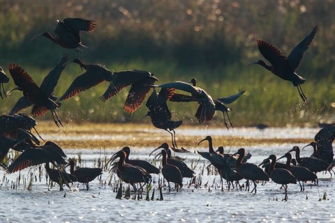 Glossy Ibis (Plegadis falcinellus) group, Greece