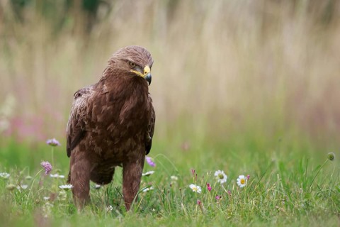 Lesser Spotted Eagle (Clanga pomarina) on grassland, Poland