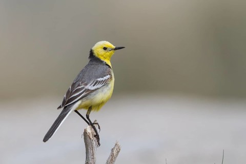 Citrine Wagtail - Zitronenstelze - Motacilla citreola ssp. citreola, Kazakhstan