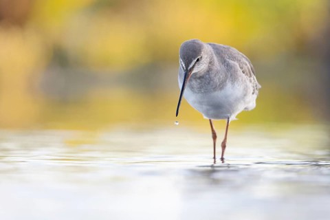 Spotted Redshank (Tringa erythropus) foraging, Groningen, Netherlands