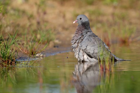 Stock Dove (Columba oenas) bathing, Brandenburg, Germany