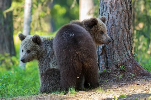 Eurasian Brown Bear (Ursus arctos) two cubs in forest, Finland