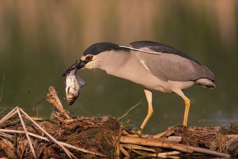 Black-crowned Night Heron (Nycticorax nycticorax) with fish prey in beak, Subotica, Serbia