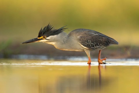 Striated Heron (Butorides striata) hunting, South Africa