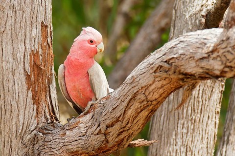 Galah (Eolophus roseicapilla kuhli), Queensland, Australia