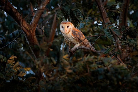 Owl from Costa Rica. Magic bird barn owl, Tito alba, sitting on tree branch in evening light forest