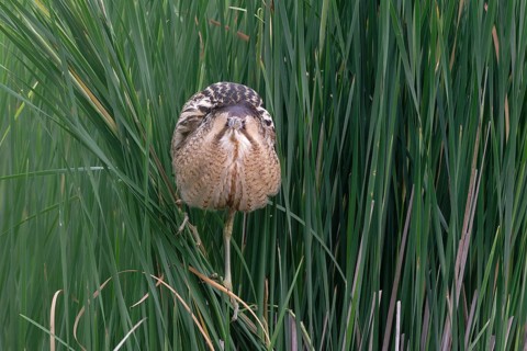 Eurasian Bittern (Botaurus stellaris), Saxony, Germany
