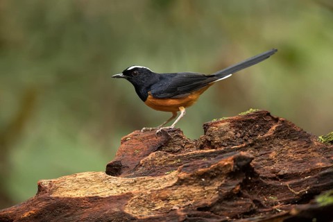 White-crowned Shama (Copsychus stricklandii) male perched on a log, Sabah, Malaysia