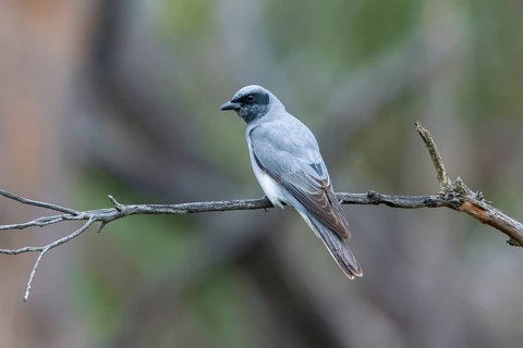 Black-faced Cuckooshrike (Coracina novaehollandiae) juvenile perched on a branch, Victoria,
