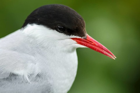 Arctic Tern (Sterna paradisaea), adult portrait, Farne Islands, United Kingdom