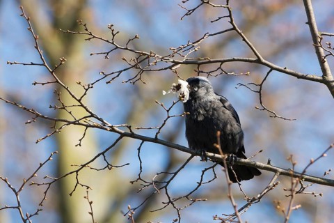 Western Jackdaw (Coloeus monedula) perched on a branch, Thuringia, Deutschland, Germany
