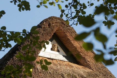 Tawny Owl (Strix aluco), Hamburg, Germany