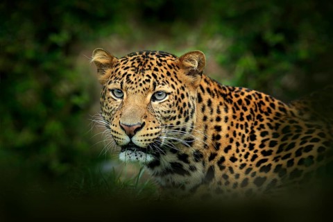 Far Eastern Amur leopard, Panthera pardus orientalis, detail portrait of wild cat in the nature