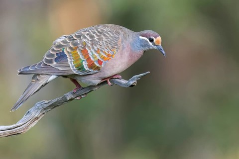 Common Bronzewing (Phaps chalcoptera) perched on a branch in eastern Australia