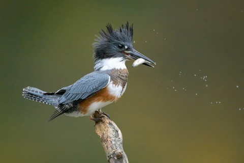 Belted Kingfisher (Megaceryle alcyon) female perched on a branch with a fish prey in its beak,