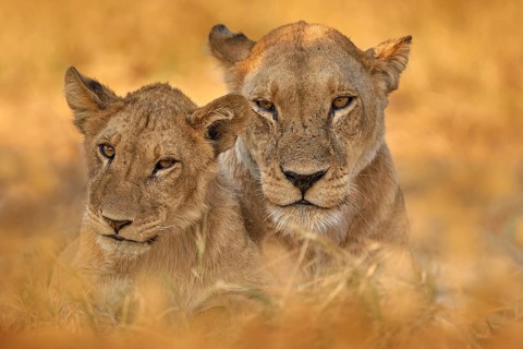 Africa wildlife, Cute lion cub with old brothert, African danger animal, Panthera leo, Khwai river,