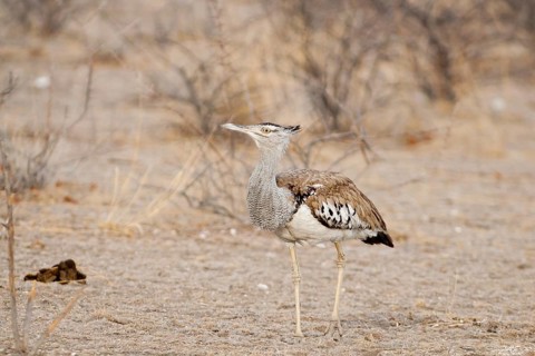 Kori Bustard (Ardeotis kori), Namibia