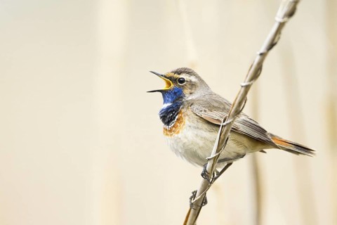 Bluethroat (Luscinia svecica cyanecula) male singing, Baden-Wuerttemberg, Germany