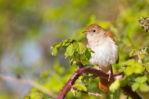 Common Nightingale (Luscinia megarhynchos), Baden-Wuerttemberg, Germany