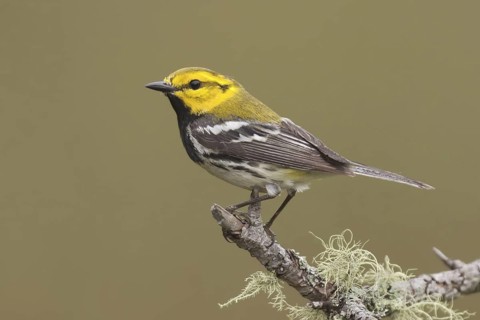 Black-throated Green Warbler (Setophaga virens), Maine, USA
