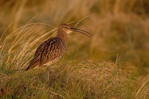 Im Abendlicht... Grosser Brachvogel *Numenius arquata*