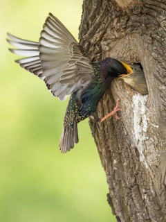 Common Starling (Sturnus vulgaris) feeding young in nest hole, Rhineland-Palatinate, Germany