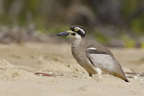 Beach Stone-curlew (Esacus magnirostris), Queensland, Australia