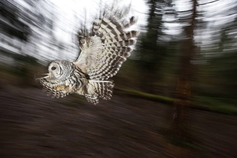Barred Owl (Strix varia) female flying, British Columbia, Canada