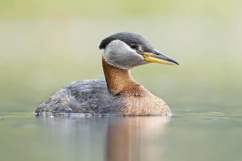 Red-necked Grebe (Podiceps grisegena), British Columbia, Canada