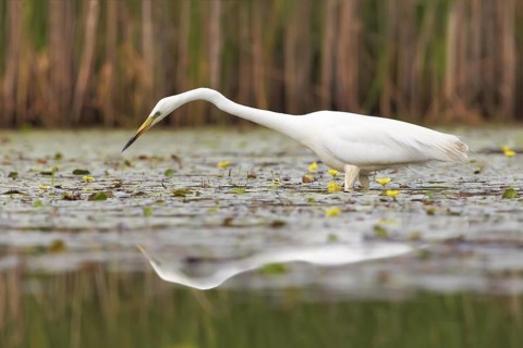 Great Egret (Ardea alba), Hortobagy, Hungary