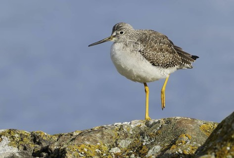 Greater Yellowlegs (Tringa melanoleuca), British Columbia, Canada