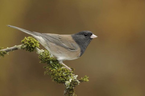 Oregon Junco (Junco hyemalis oreganus), British Columbia, Canada
